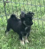 SALE PENDING , a male Chihuahua for sale in Shawnee, OK – 4 of 4