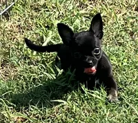 AKC Dancer, a female Chihuahua for sale in Shawnee, OK – 1 of 4