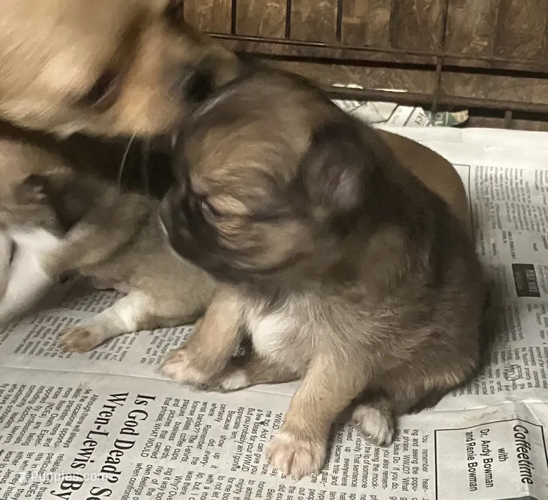 Champion Sired AKC Ernest – Chihuahua puppy for sale in Shawnee, OK