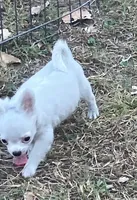 AKC Maranda, a female Chihuahua for sale in Shawnee, OK – 3 of 3