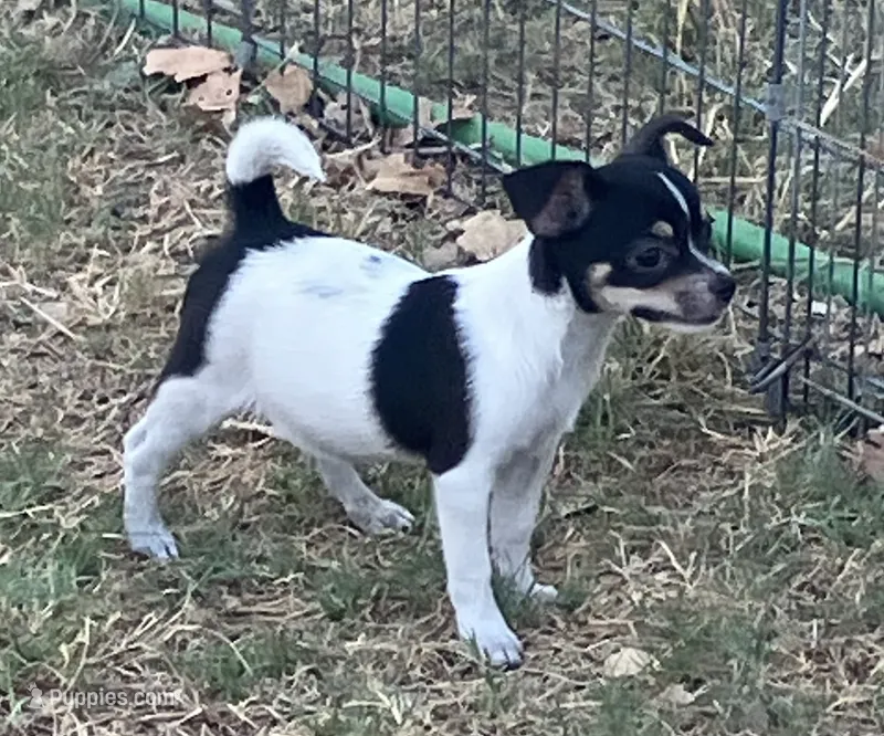 PET Melinda – Chihuahua puppy for sale in Shawnee, OK