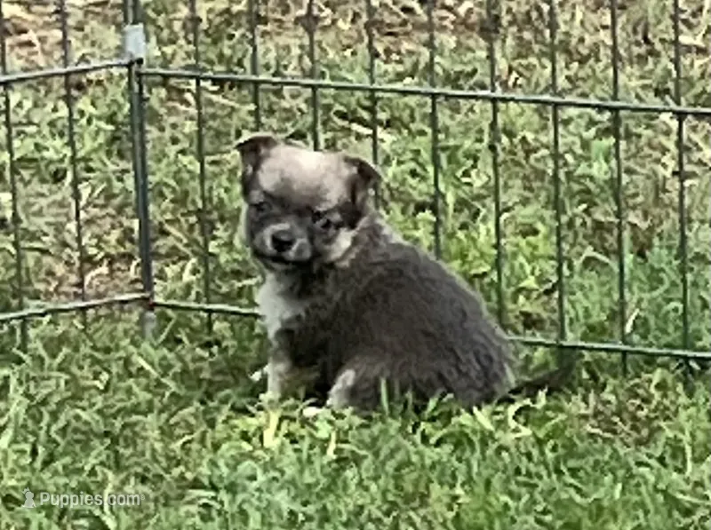 PET Blue Fawn – Chihuahua puppy for sale in Shawnee, OK