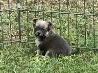 PET Blue Fawn, a female Chihuahua for sale in Shawnee, OK – Photo 1 of 3