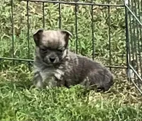 PET Blue Fawn, a female Chihuahua for sale in Shawnee, OK – Photo 2 of 3