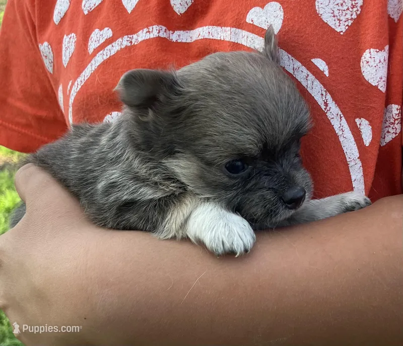 AKC Blue – Chihuahua puppy for sale in Shawnee, OK