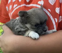 AKC Blue, a female Chihuahua for sale in Shawnee, OK – Photo 1 of 2