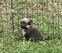 PET Blue Fawn, a female Chihuahua for sale in Shawnee, OK – Photo 3 of 3