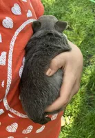 AKC Blue, a female Chihuahua for sale in Shawnee, OK – Photo 2 of 2