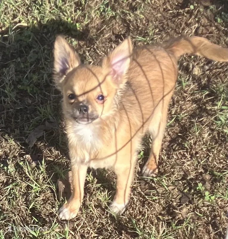 Champion Sired PET Ernest – Chihuahua puppy for sale in Shawnee, OK