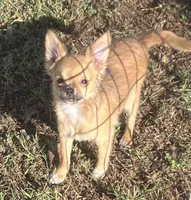 Champion Sired PET Ernest, a male Chihuahua for sale in Shawnee, OK – 1 of 1