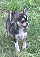AKC Lenny, a male Chihuahua for sale in Shawnee, OK – 1 of 3