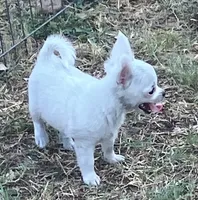 AKC Maranda, a female Chihuahua for sale in Shawnee, OK – 2 of 3