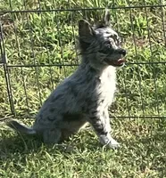 AKC Lana, a female Chihuahua for sale in Shawnee, OK – 2 of 5
