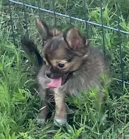 Champion Sired AKC Ernest, a male Chihuahua for sale in Shawnee, OK – 2 of 3