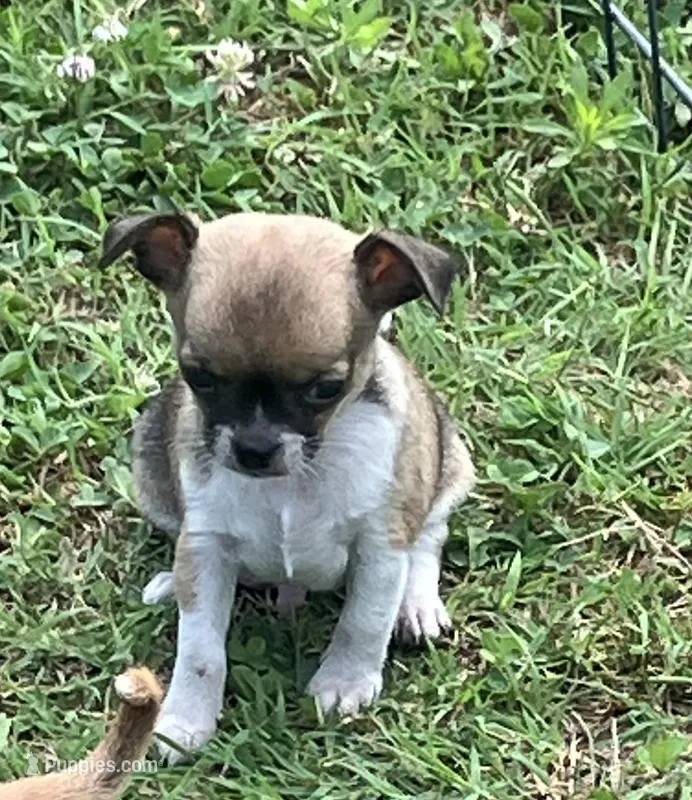 Champion Sired AKC Earl  – Chihuahua puppy for sale in Shawnee, OK