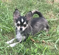 AKC Lenny, a male Chihuahua for sale in Shawnee, OK – 2 of 3