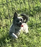 AKC Lana, a female Chihuahua for sale in Shawnee, OK – 5 of 5