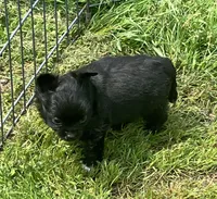 AKC Simba, a male Chihuahua for sale in Shawnee, OK – Photo 3 of 3