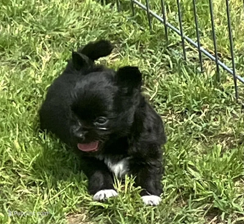 AKC Simba – Chihuahua puppy for sale in Shawnee, OK