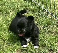 AKC Simba, a male Chihuahua for sale in Shawnee, OK – Photo 1 of 3