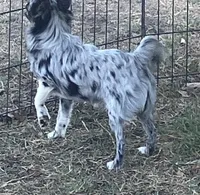 AKC Lana, a female Chihuahua for sale in Shawnee, OK – 3 of 4