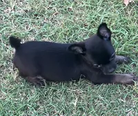 AKC Dancer, a female Chihuahua for sale in Shawnee, OK – 3 of 4