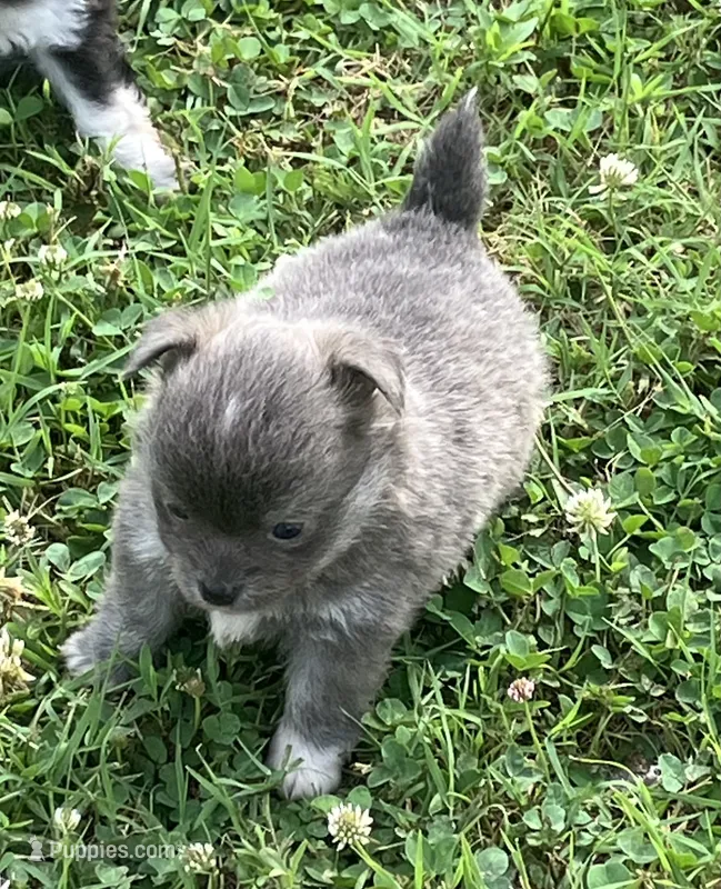 AKC Katie’s Blu – Chihuahua puppy for sale in Shawnee, OK