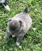 AKC Katie’s Blu, a male Chihuahua for sale in Shawnee, OK – 1 of 4
