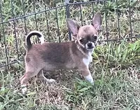 Champion Sired AKC Earl , a male Chihuahua for sale in Shawnee, OK – 3 of 4