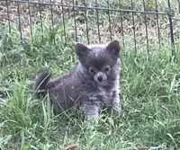 AKC Katie’s Blu, a male Chihuahua for sale in Shawnee, OK – 2 of 5