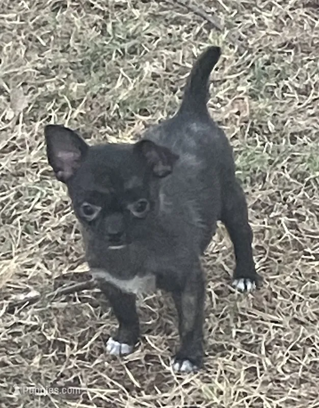 AKC Lanora – Chihuahua puppy for sale in Shawnee, OK