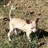 Firefly1, a male Chihuahua for sale in Shawnee, OK – Photo 4 of 4