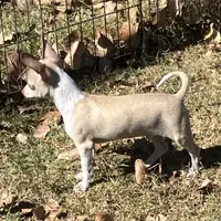 Firefly1, a male Chihuahua for sale in Shawnee, OK – Photo 2 of 4
