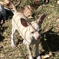 Firefly1, a male Chihuahua for sale in Shawnee, OK – Photo 1 of 4