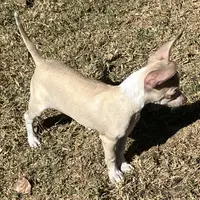 Firefly1, a male Chihuahua for sale in Shawnee, OK – Photo 3 of 4