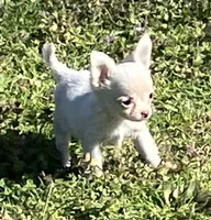 AKC Mary, a female Chihuahua for sale in Shawnee, OK – Photo 2 of 3