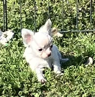 AKC Mary, a female Chihuahua for sale in Shawnee, OK – Photo 1 of 3