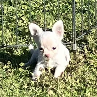 AKC Mary, a female Chihuahua for sale in Shawnee, OK – Photo 3 of 3