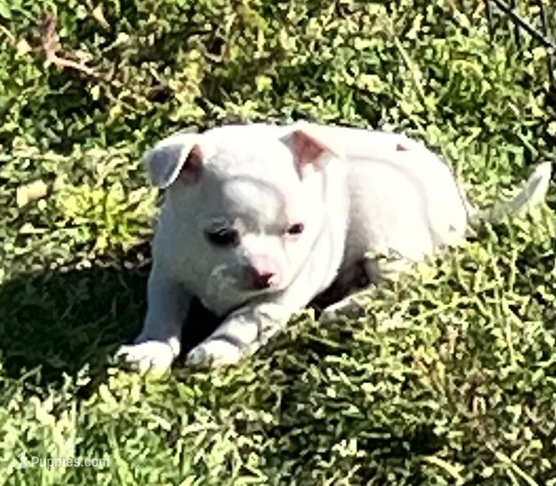 Tee 3 – Chihuahua puppy for sale in Shawnee, OK