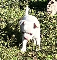 Tee 3, a male Chihuahua for sale in Shawnee, OK – Photo 2 of 2