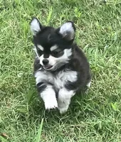 AKC Kate, a female Chihuahua for sale in Shawnee, OK – 3 of 5