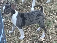 AKC Tiny Tot, a male Chihuahua for sale in Shawnee, OK – 1 of 2