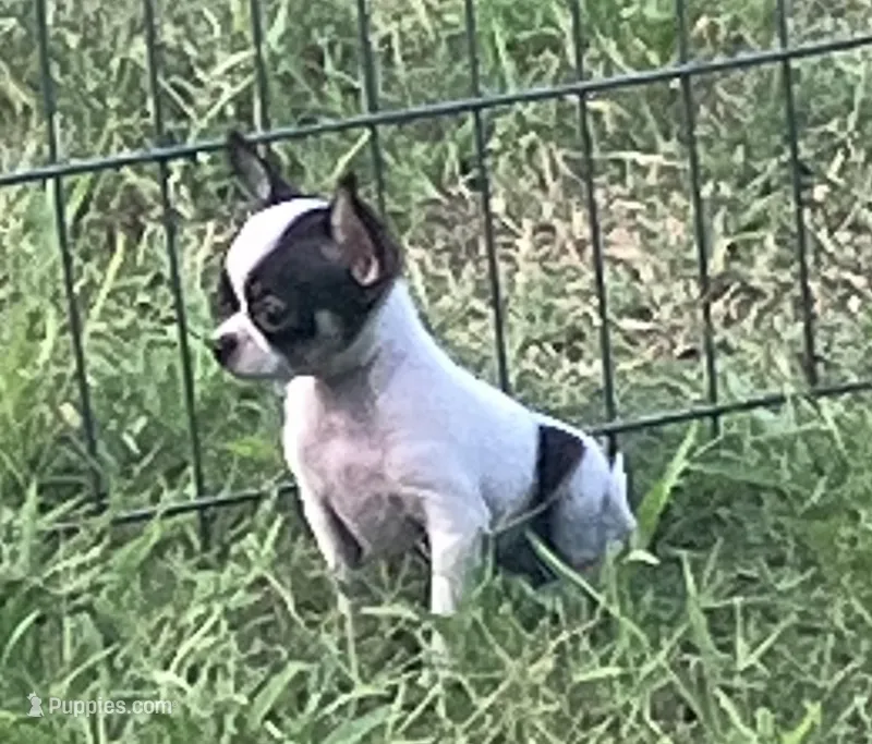 Tiny Irene – Chihuahua puppy for sale in Shawnee, OK