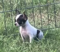 Tiny Irene, a female Chihuahua for sale in Shawnee, OK – 1 of 2