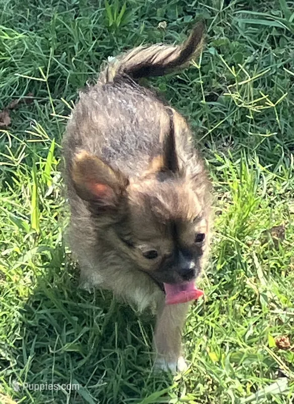 Champion Sired AKC Ernest – Chihuahua puppy for sale in Shawnee, OK