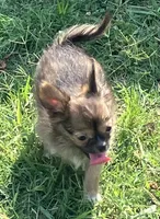 Champion Sired AKC Ernest, a male Chihuahua for sale in Shawnee, OK – 1 of 3