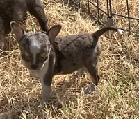 AKC Tiny Tot, a male Chihuahua for sale in Shawnee, OK – 2 of 2