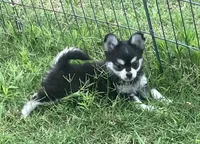 AKC Kate, a female Chihuahua for sale in Shawnee, OK – 4 of 5