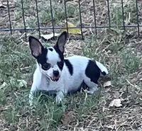 AKC Penny , a female Chihuahua for sale in Shawnee, OK – 1 of 2