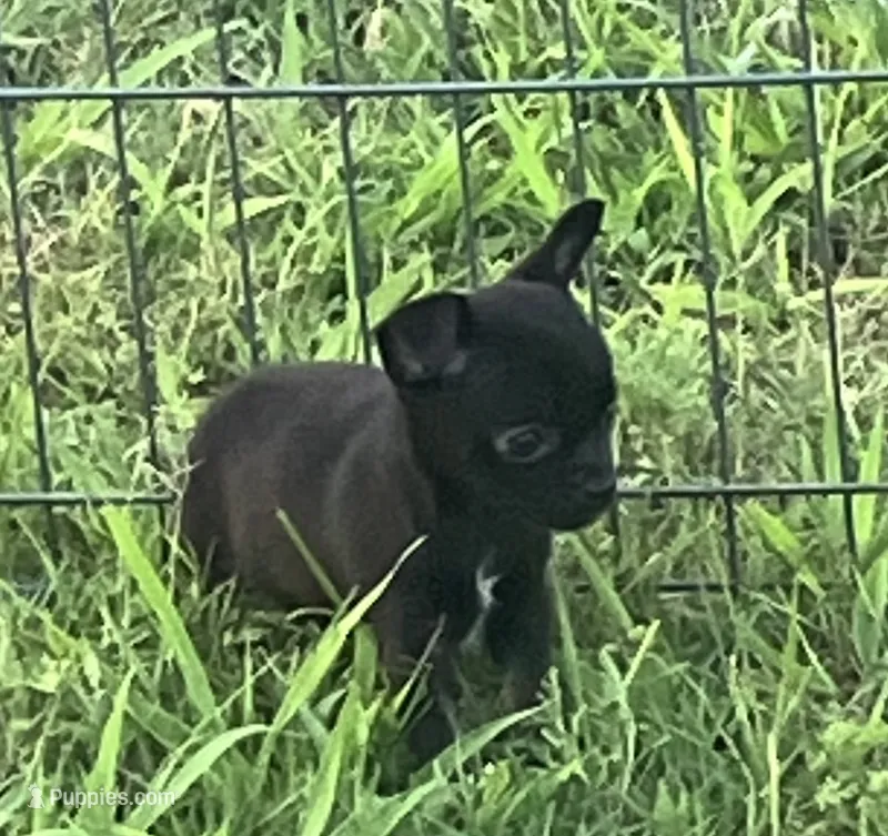 AKC Dancer – Chihuahua puppy for sale in Shawnee, OK